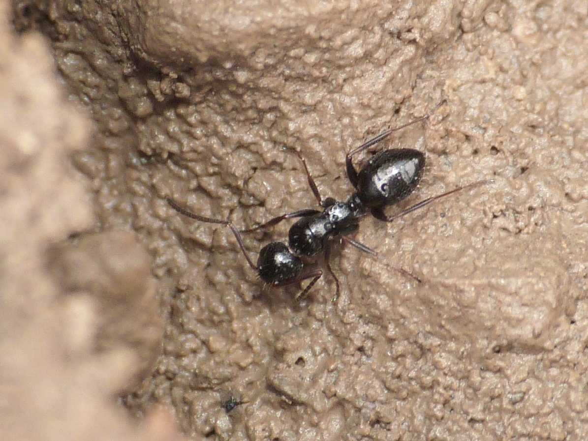 Piccole Camponotus sp.